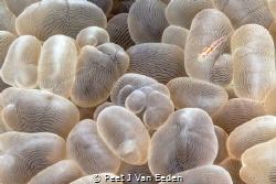 My bubble coral home by Peet J Van Eeden 